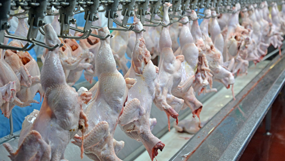 China exporta frango mais barato e aumenta concorrência com o Brasil no mercado global