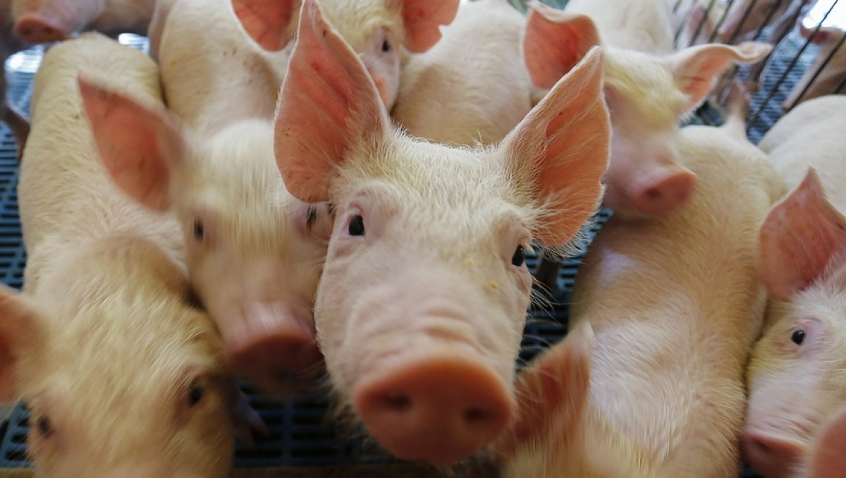 Exportações brasileiras de carne suína batem recorde em 2026, apesar de queda em setembro