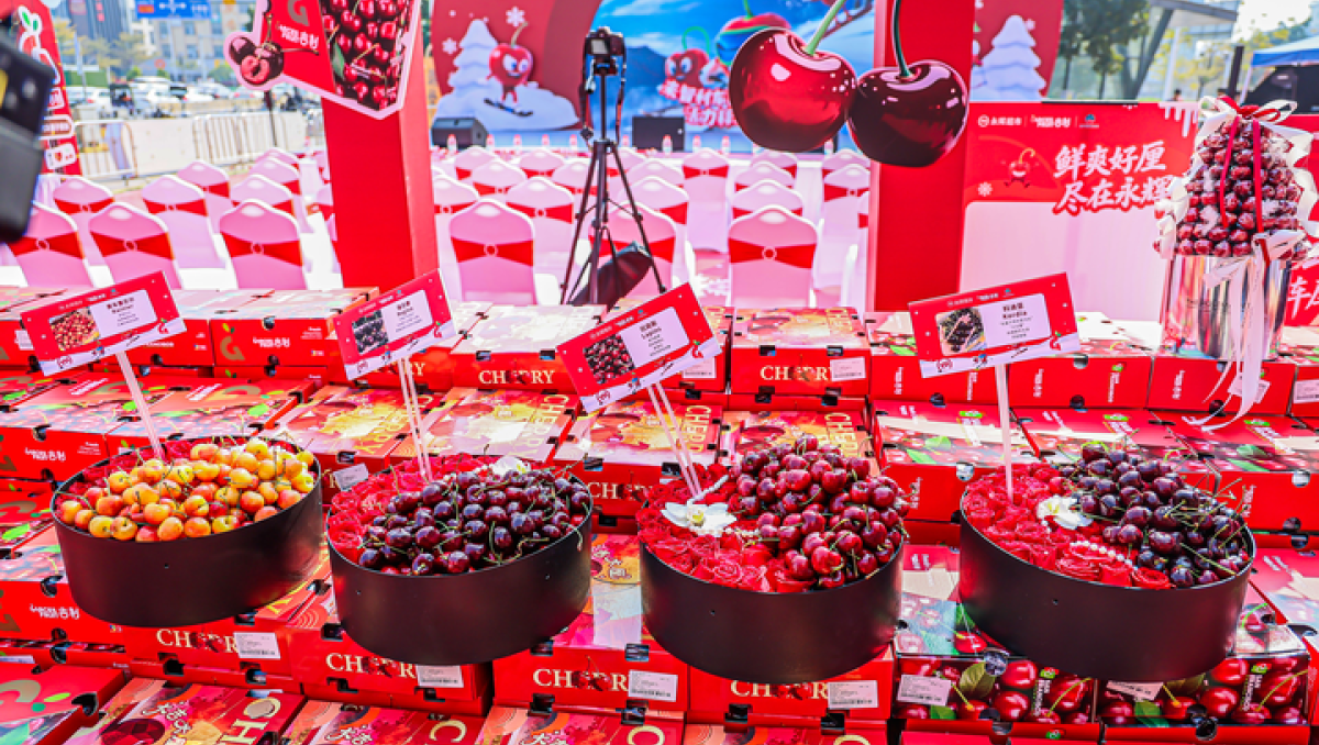 Arriban a China primeros envíos de cerezas chilenas de temporada 2026-2027