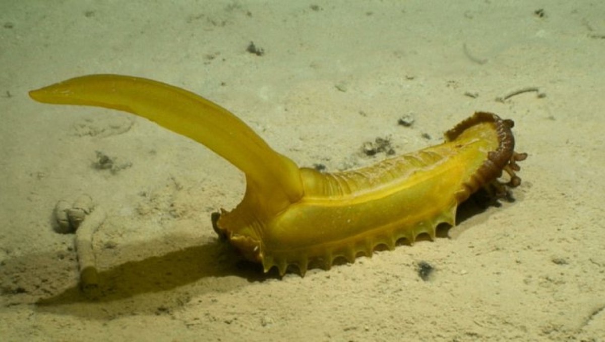 US Deep-Sea Mining Claim Areas Now Rival ISA Licenses in Size