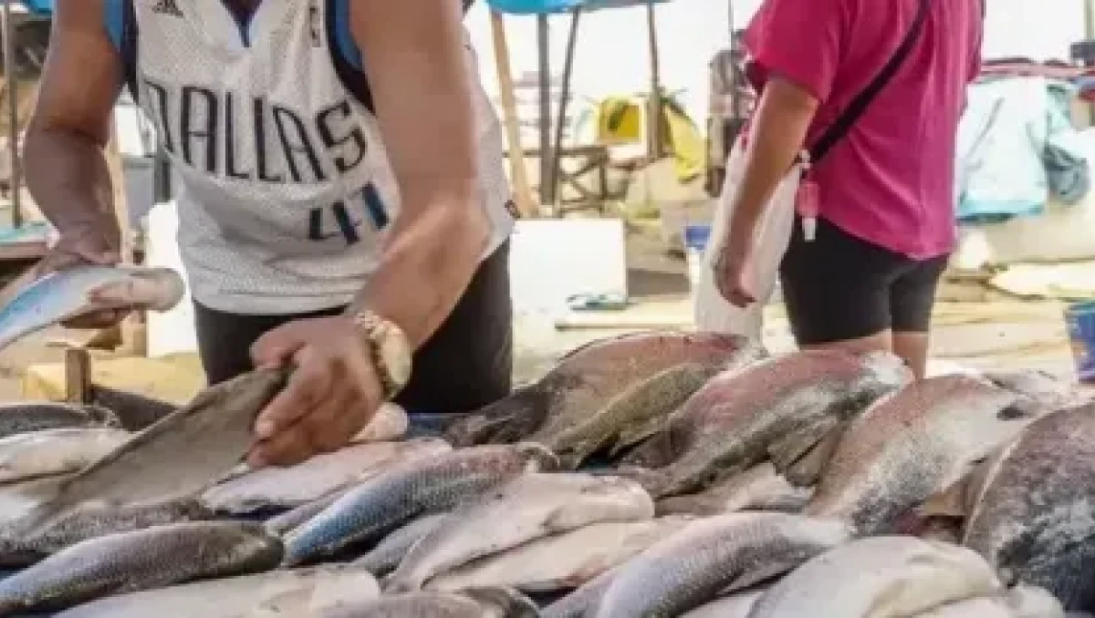 Reabertura do mercado europeu pode elevar exportações brasileiras de pescado em 20%