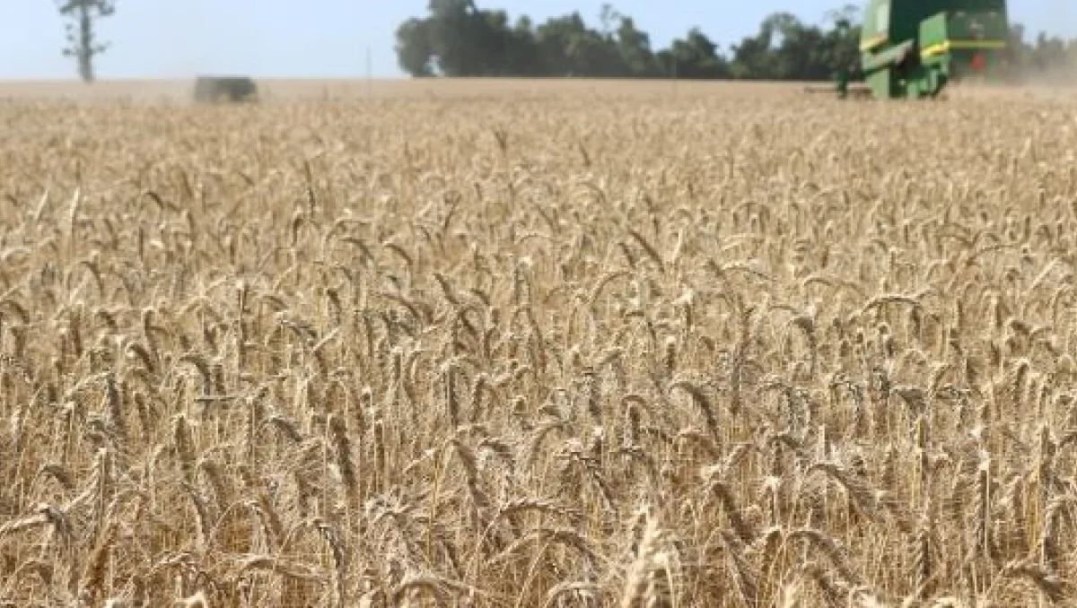 Safra de inverno do RS: Emater reduz projeções para trigo, canola e aveia e eleva estimativa da cevada