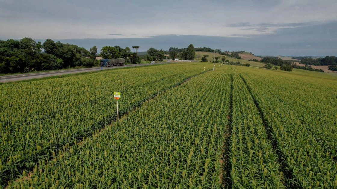 Boa Safra conquista liderança nacional em produtividade de sorgo
