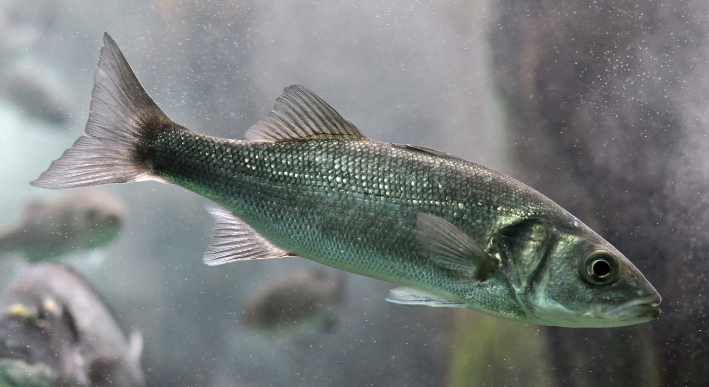 CIIMAR melhora rações de aquacultura para robalo com menos farinha de peixe e mais subprodutos.