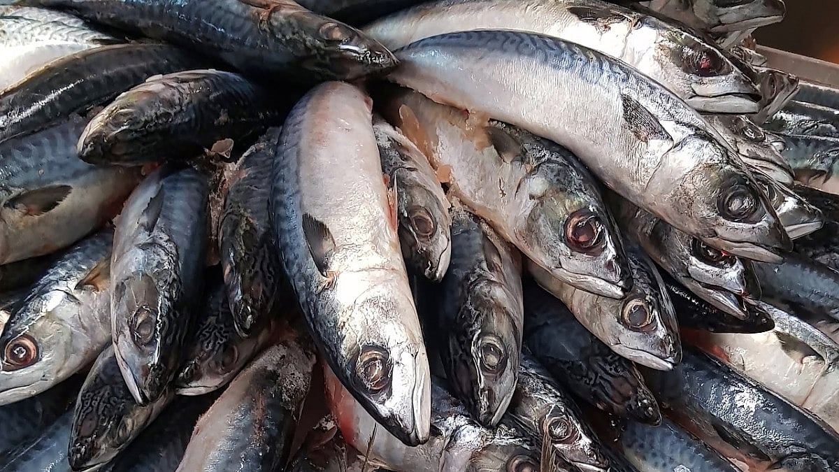 Spain increases northern mackerel quota for authorised vessels