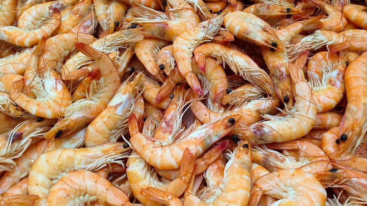 Shrimp overtakes oil as Ecuador’s top export in 2025