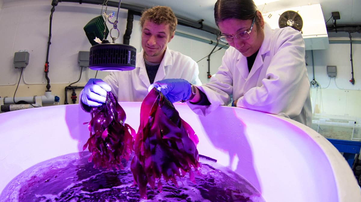 Scientists develop new tank-based method for growing red seaweed