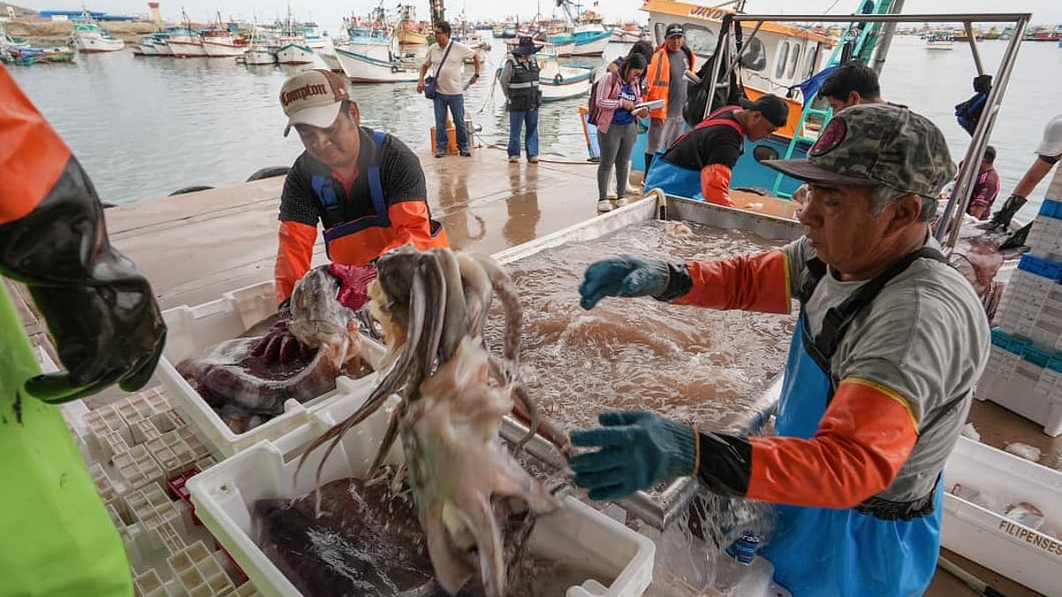 Peru updates giant squid catch limit for artisanal fishing