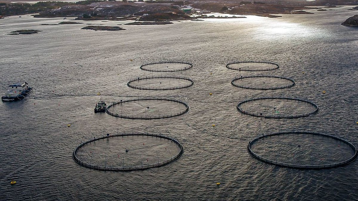 Norcod reports annual revenue growth despite quarterly mortality losses