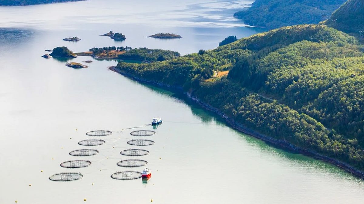 Norwegian aquaculture firms Mowi and Nova Sea merge operations