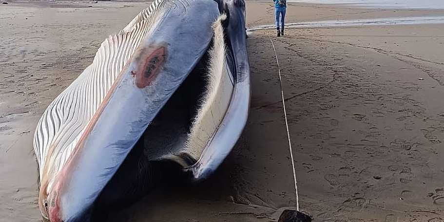 Baleia com cerca de 15 metros deu à costa em Cortegaça, Ovar.