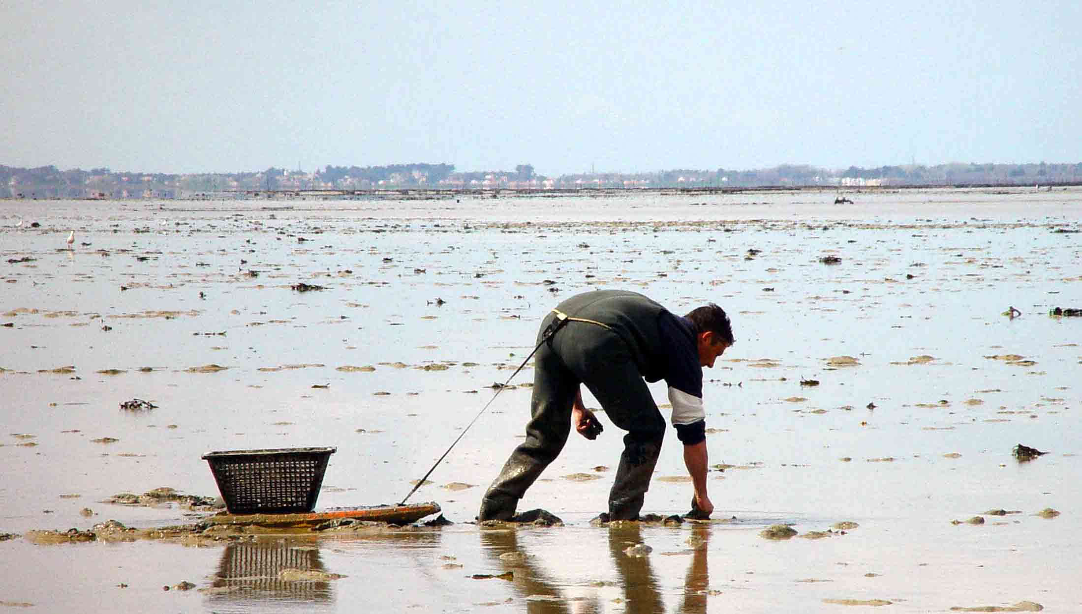 Amêijoa contaminada do Tejo sob suspeita de fraude e impacto na saúde pública.
