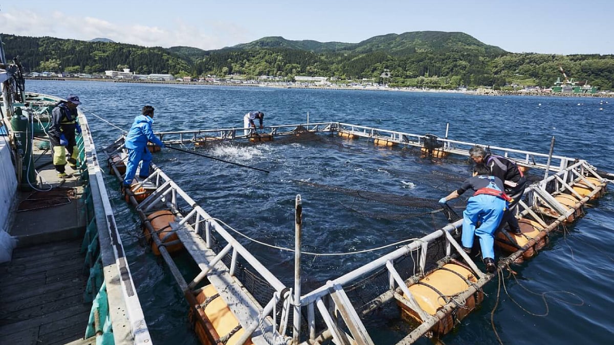 Japan's Okamura Foods to open subsidiary in Netherlands
