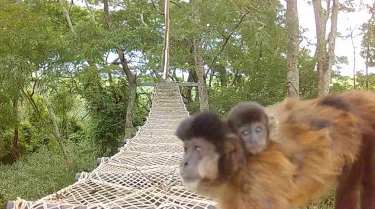 Rumo instala passagens suspensas para proteger a fauna